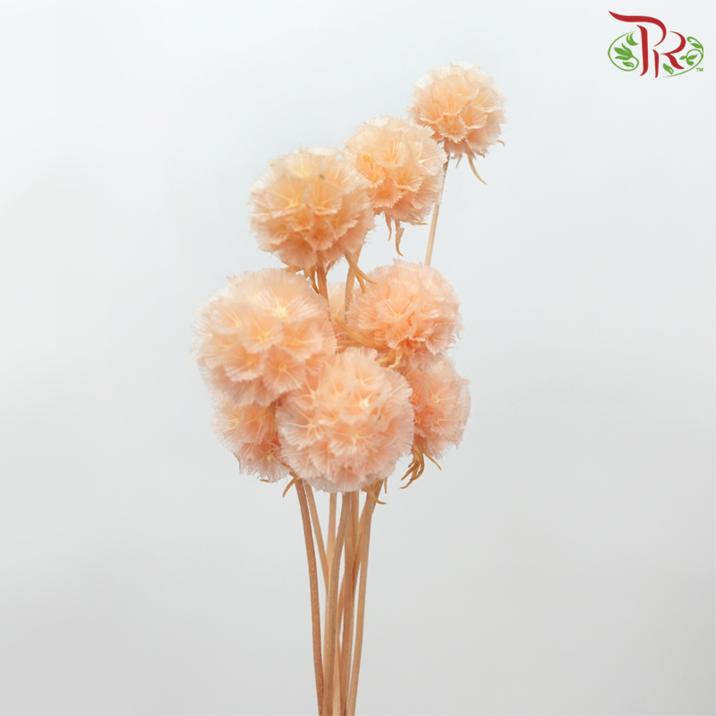 Preservative Scabiosa - Orange (Per Bunch) - Pudu Ria Florist