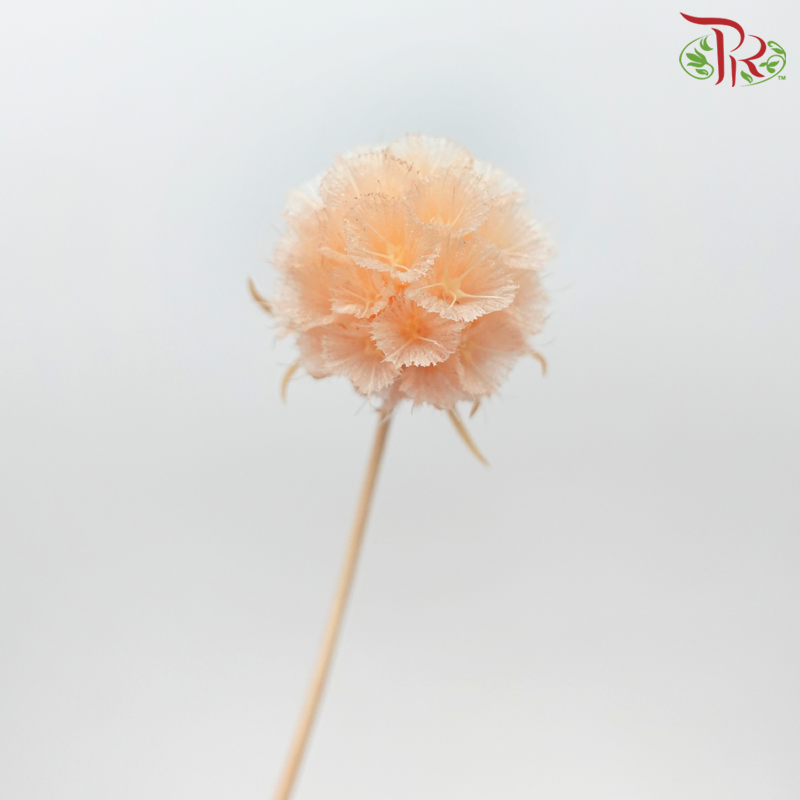 Preservative Scabiosa - Orange (Per Bunch) - Pudu Ria Florist
