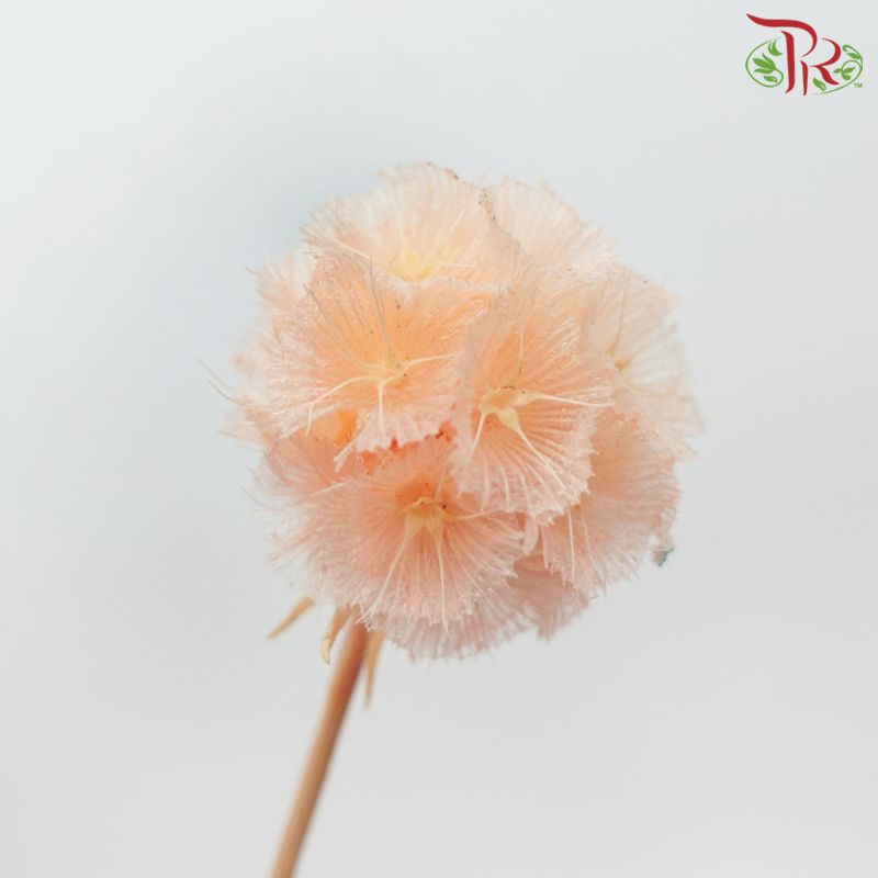Preservative Scabiosa - Orange (Per Bunch) - Pudu Ria Florist