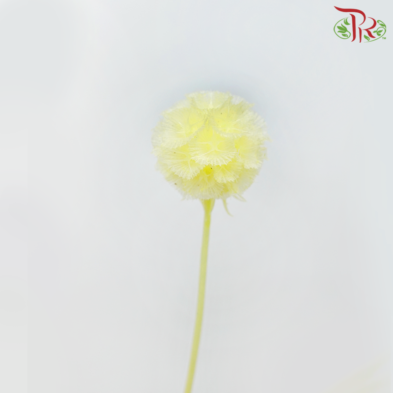Preservative Scabiosa - Yellow (Per Bunch) - Pudu Ria Florist