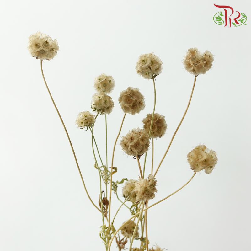 Dry Scabiosa