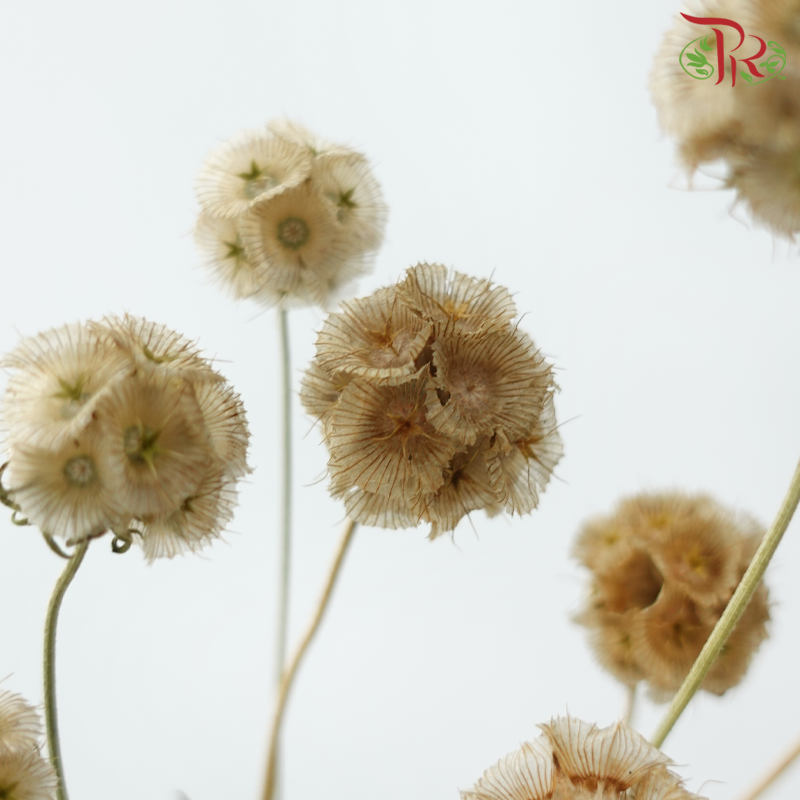 Dry Scabiosa