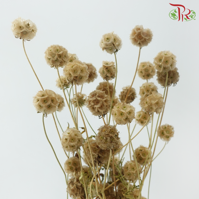 Dry Scabiosa
