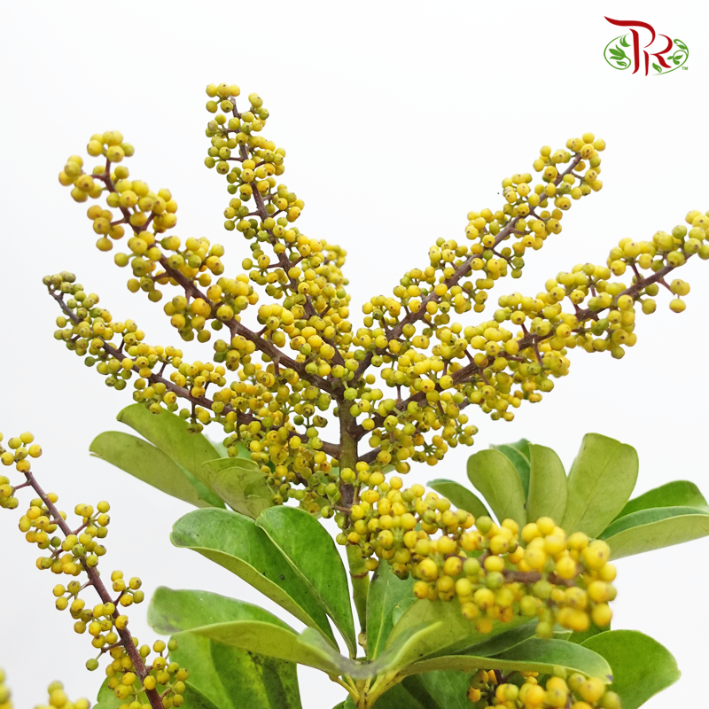 Schefflera - Yellow (Per Bunch) - Pudu Ria Florist