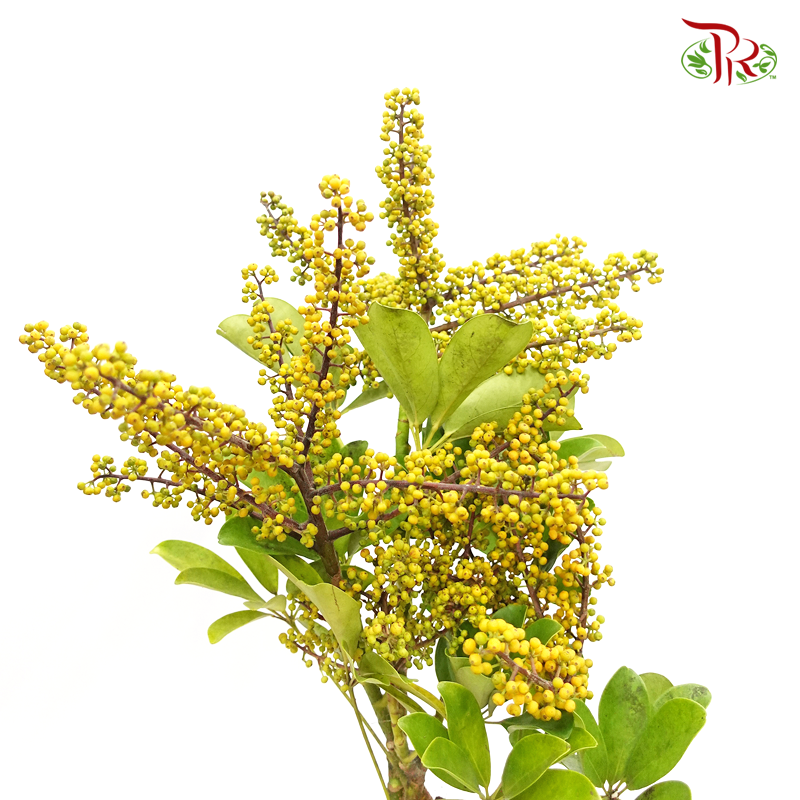 Schefflera - Yellow (Per Bunch) - Pudu Ria Florist