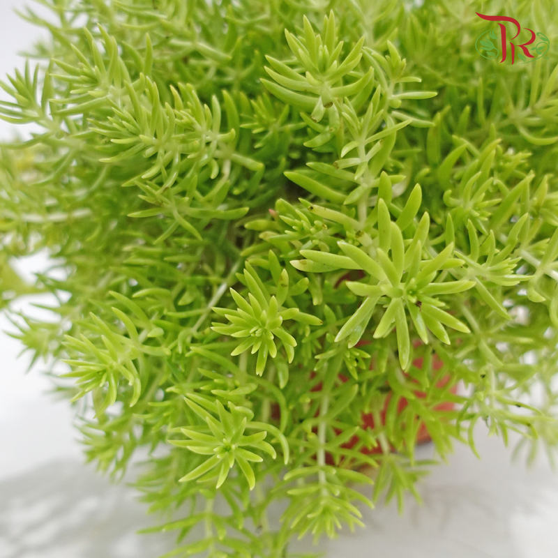 Sedum Lineare P150《佛甲草》