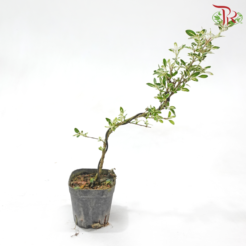 Serissa Varie Cliff《悬崖造型六月雪》
