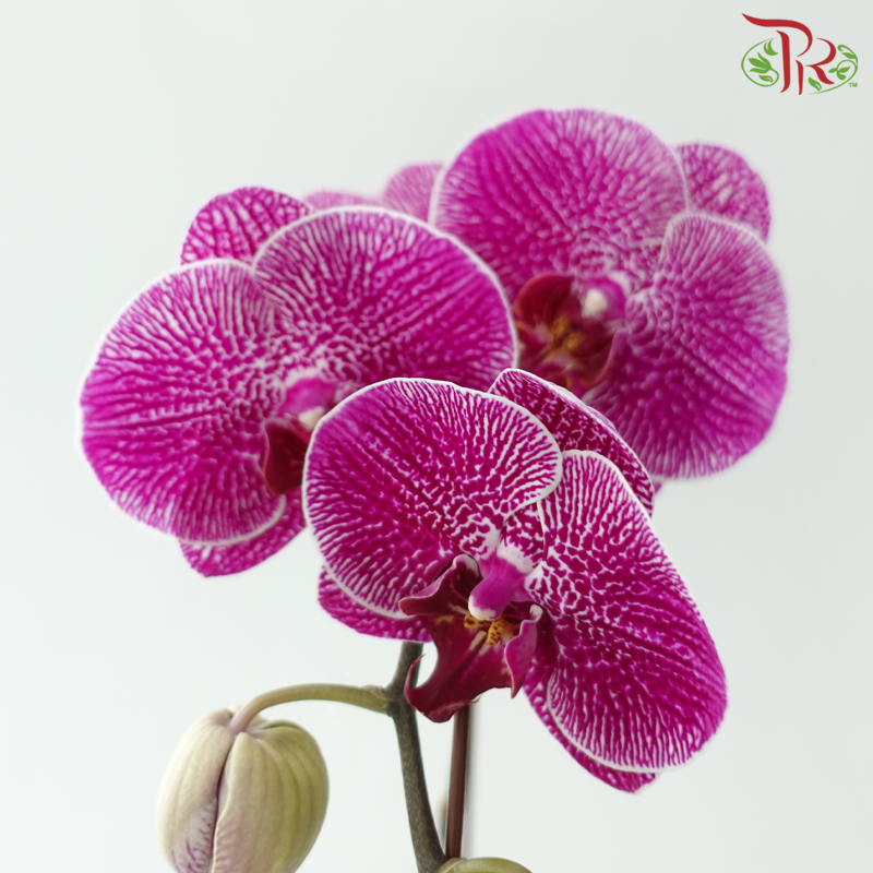 Big Single Stem Phalaenopsis Orchid