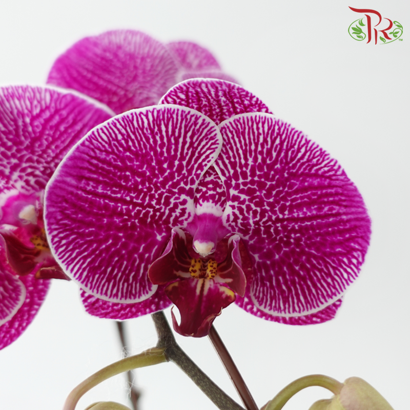Big Single Stem Phalaenopsis Orchid