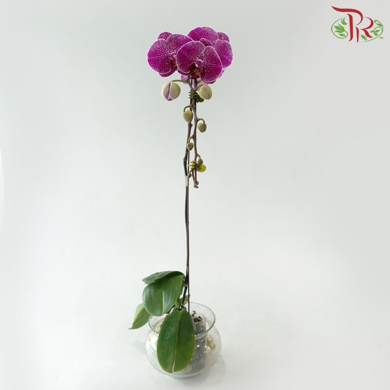 Big Single Stem Phalaenopsis Orchid