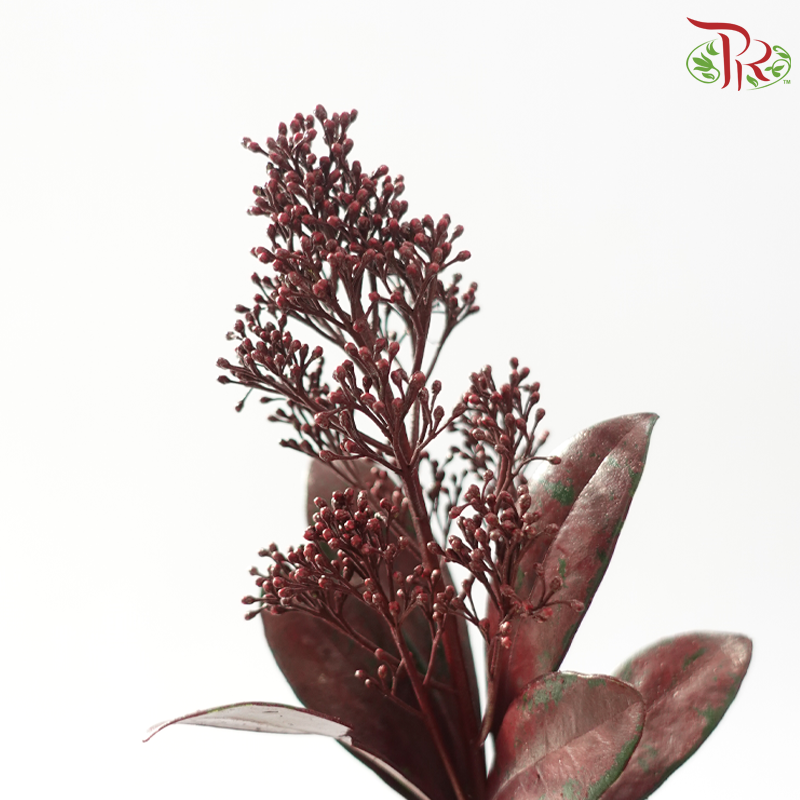 Skimmia