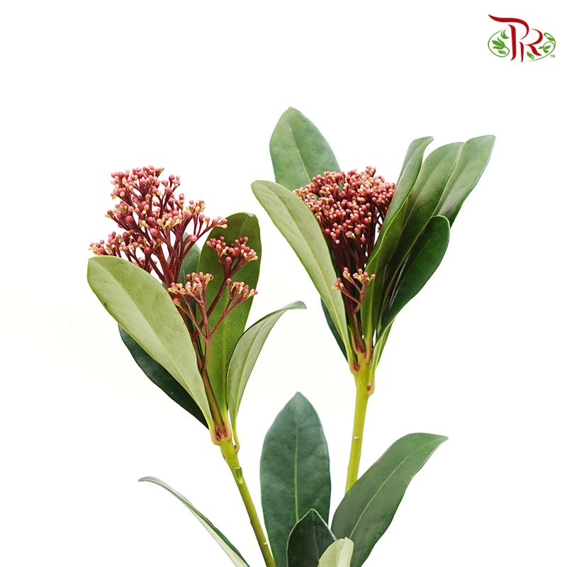 Skimmia Japonica Rubella - Red - Pudu Ria Florist