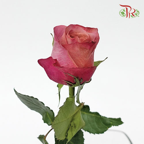 Rose - Barista (10 Stems) - Pudu Ria Florist