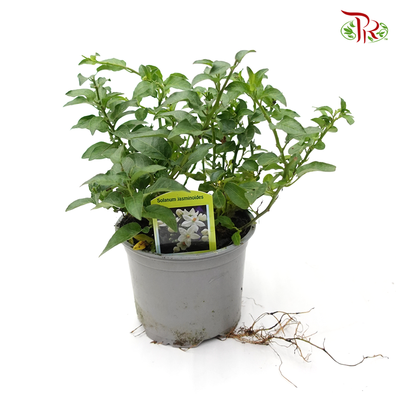 Solanum Jasminioides 《素馨葉白英》 - Pudu Ria Florist