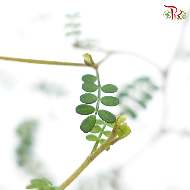 Sophora Prostrata《童话树》 - Pudu Ria Florist