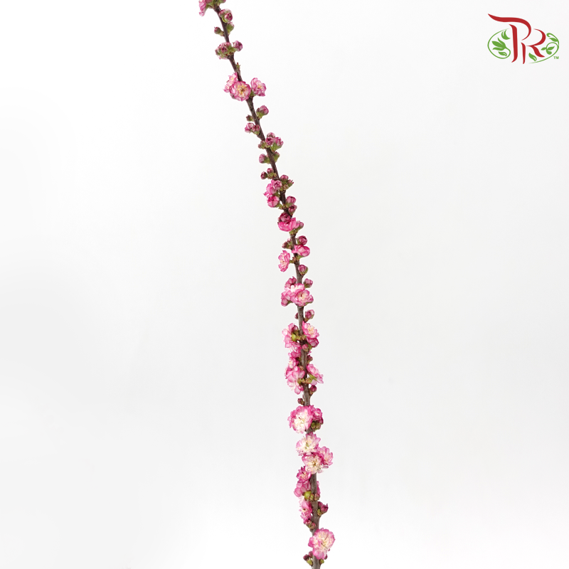 Sorbaria Sorbifolia《珍珠梅》