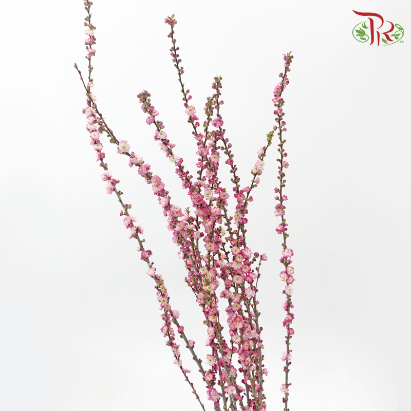 Sorbaria Sorbifolia《珍珠梅》