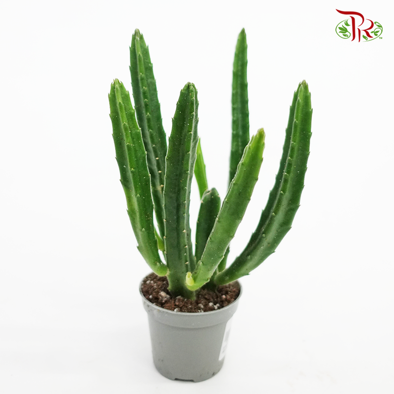 Stapelia Leendertziae 《鐘樓閣-魔星花属》 - Pudu Ria Florist