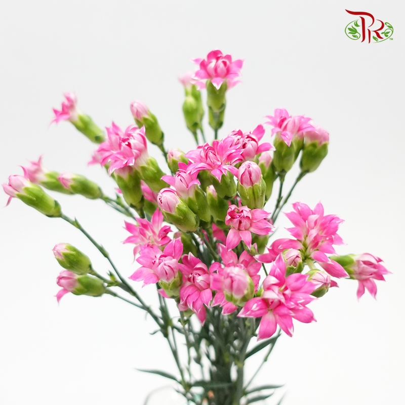 Sta r- Cherry Tessano (9-10 Stems) - Pudu Ria Florist