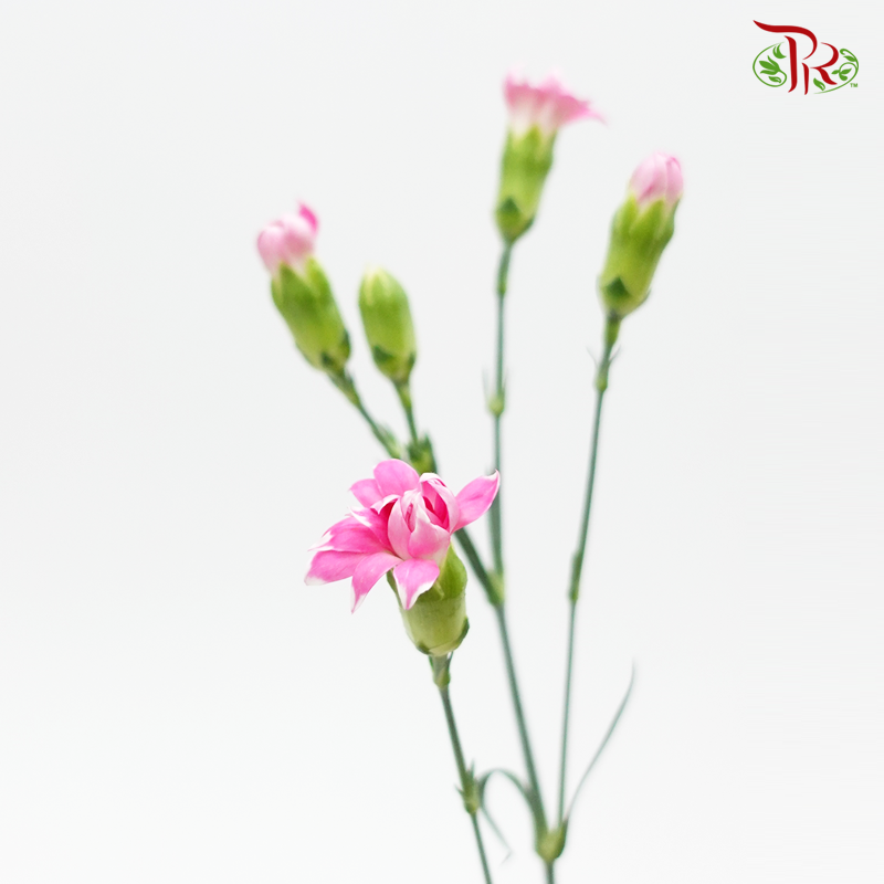 Sta r- Cherry Tessano (9-10 Stems) - Pudu Ria Florist