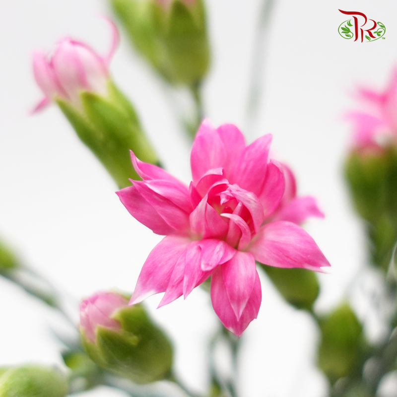 Sta r- Cherry Tessano (9-10 Stems) - Pudu Ria Florist