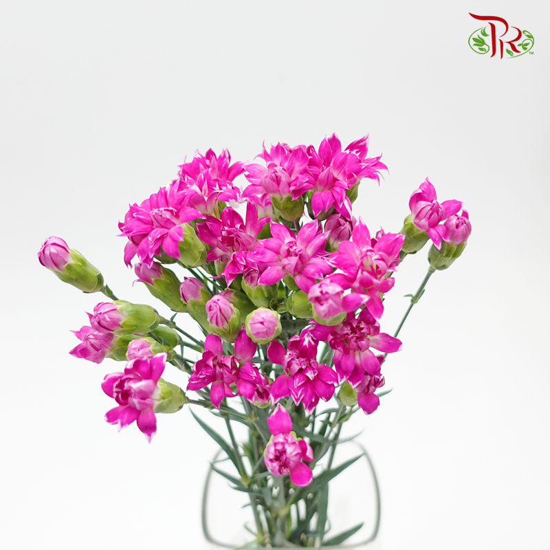 Star - Fruity Tessano (9-10 Stems) - Pudu Ria Florist