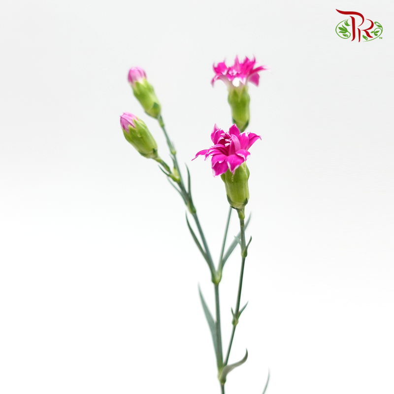 Star - Fruity Tessano (9-10 Stems) - Pudu Ria Florist