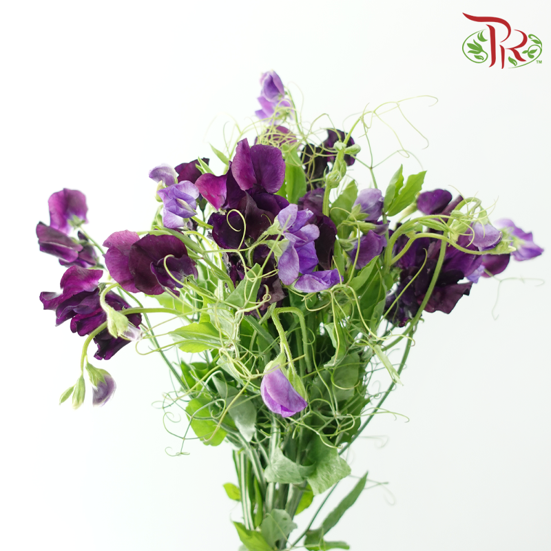 Sweet Pea 《香豌豆》