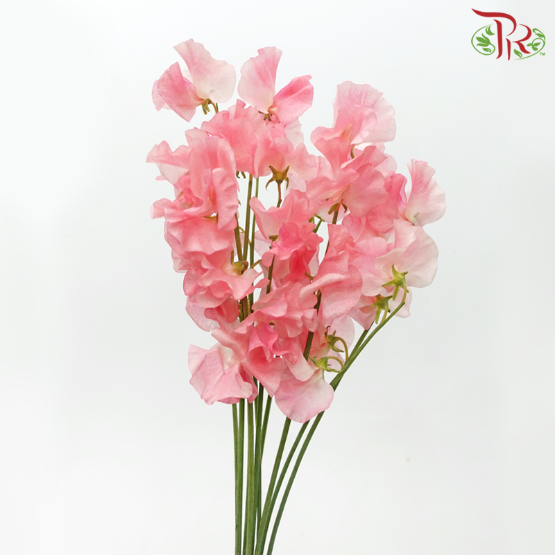 Sweet Pea - Taffy Pink (10 Stems) - Pudu Ria Florist