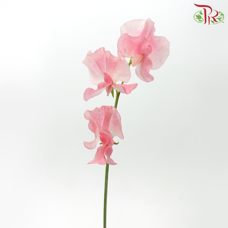 Sweet Pea - Taffy Pink (10 Stems) - Pudu Ria Florist