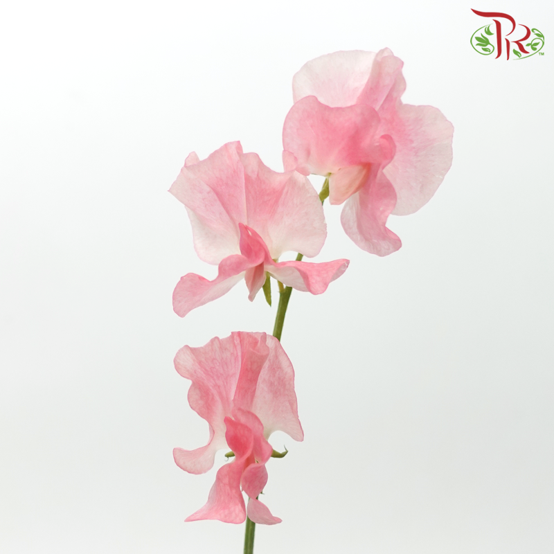 Sweet Pea - Taffy Pink (10 Stems) - Pudu Ria Florist