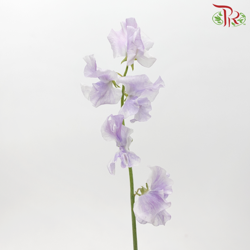 Sweet Pea - Floral Purple (10 Stems) - Pudu Ria Florist
