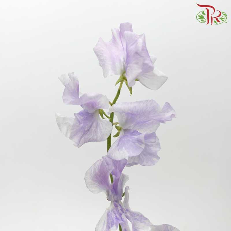 Sweet Pea - Floral Purple (10 Stems) - Pudu Ria Florist