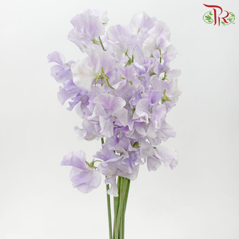 Sweet Pea - Floral Purple (10 Stems) - Pudu Ria Florist