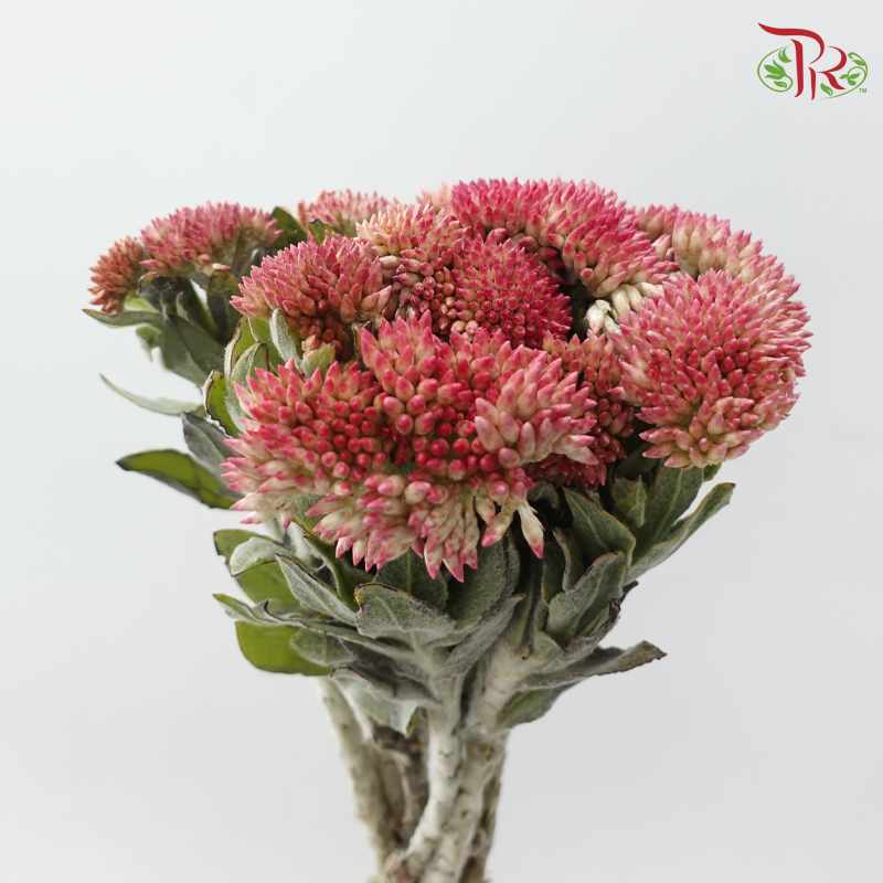 Syncarpha Milleflorum