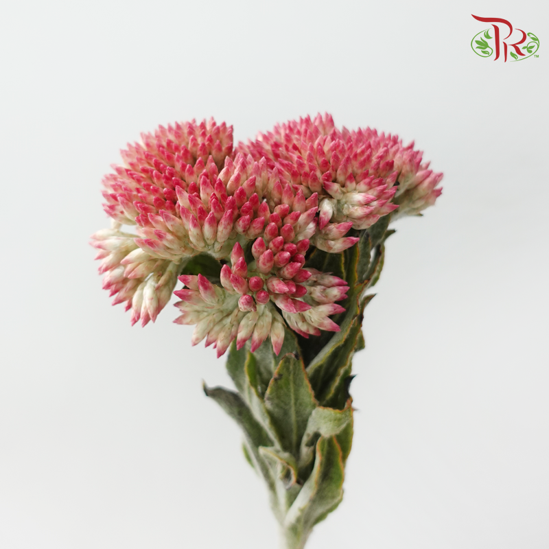 Syncarpha Milleflorum