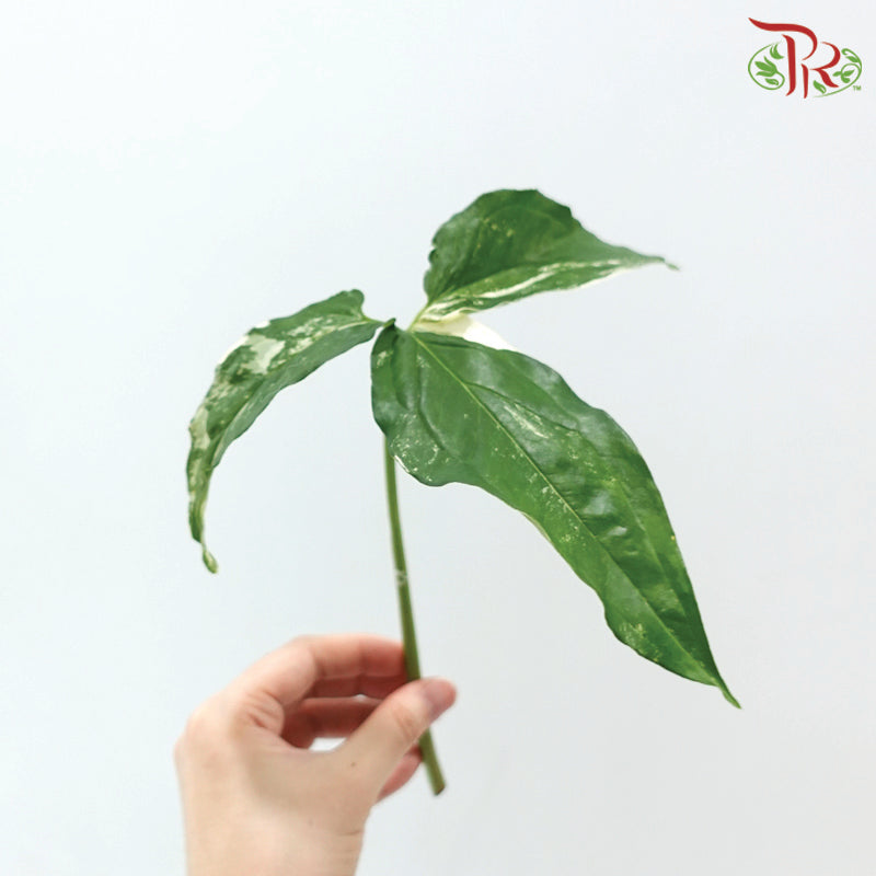 Syngonium Podophyllum 'White Butterfly' 《白蝴蝶叶》