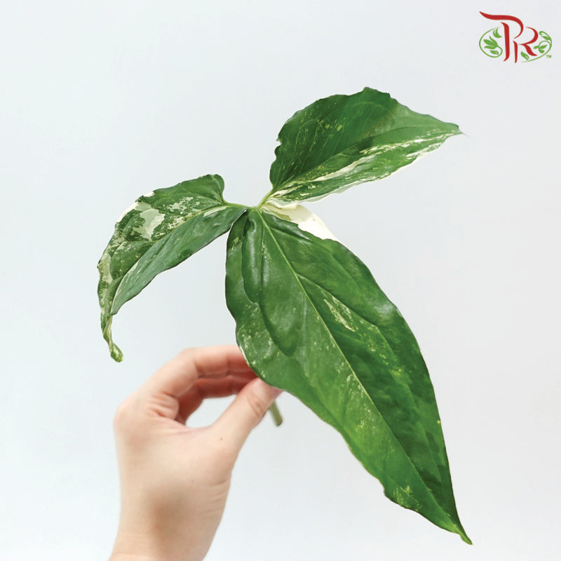 Syngonium Podophyllum 'White Butterfly' 《白蝴蝶叶》