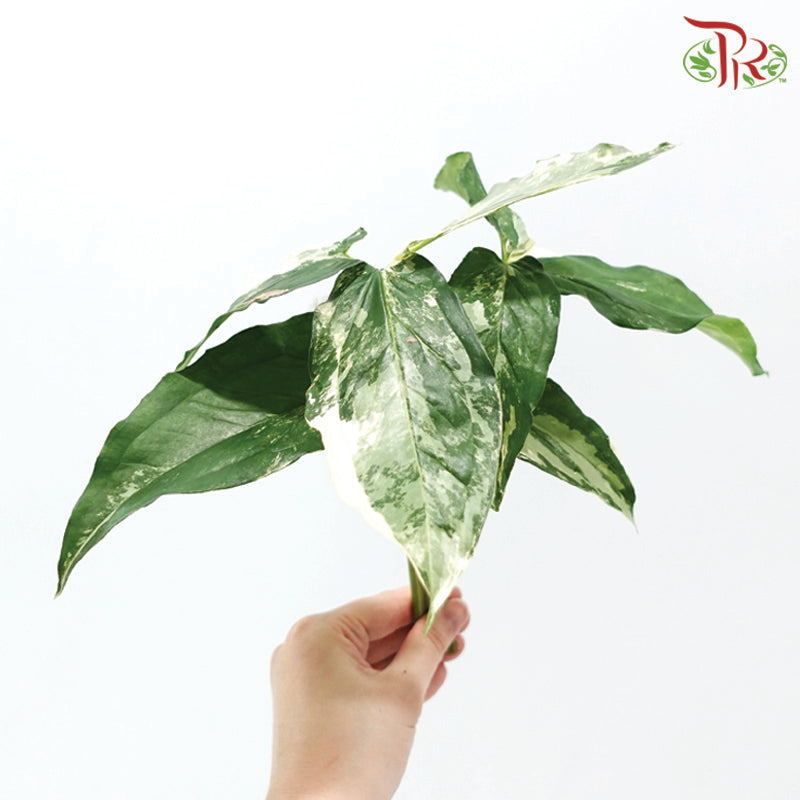 Syngonium Podophyllum 'White Butterfly' 《白蝴蝶叶》