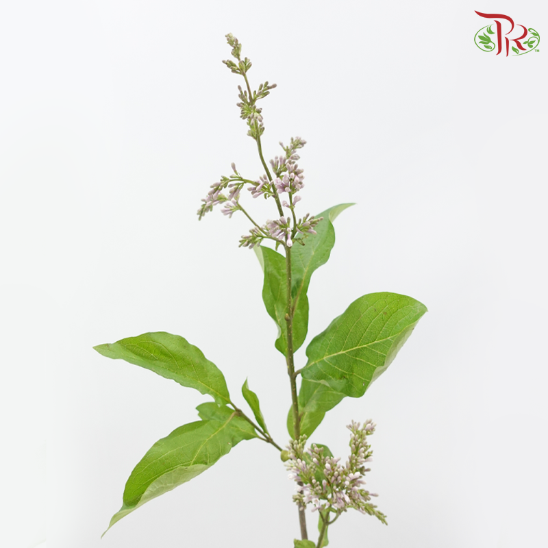 Lilac (Syringa) 《丁香花》