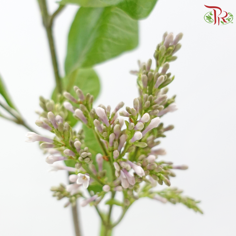 Lilac (Syringa) 《丁香花》