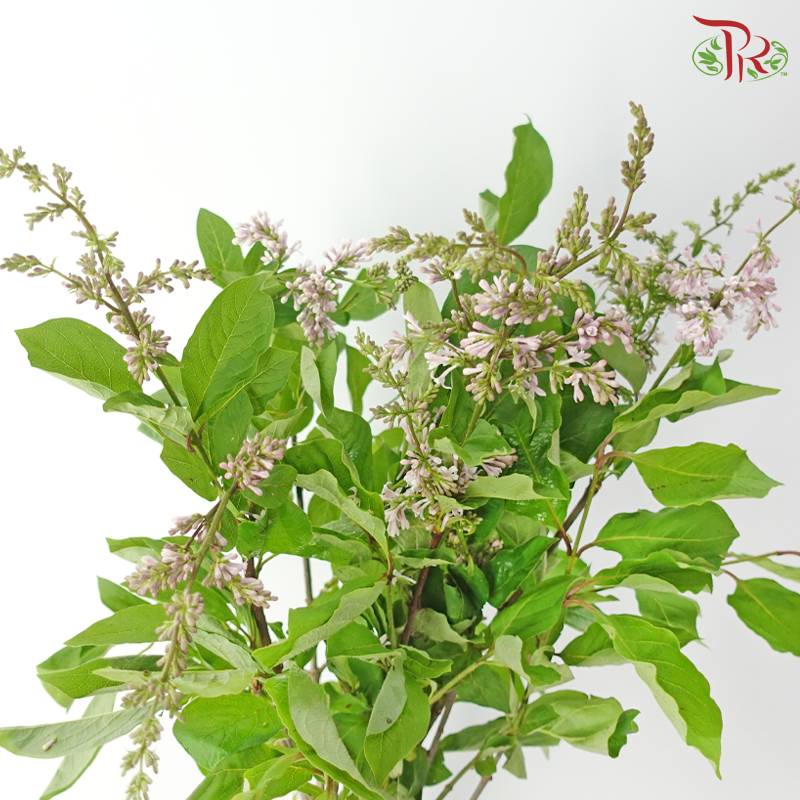 Lilac (Syringa) 《丁香花》