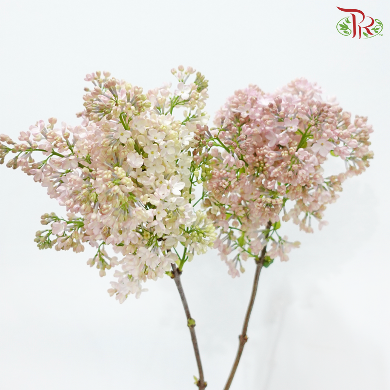 Syringa