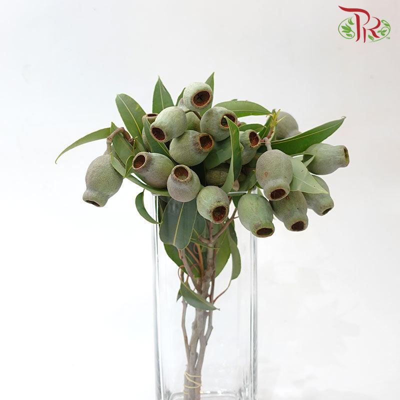 Eucalyptus Ficifolia Bellgum - (5 Stems) - Pudu Ria Florist