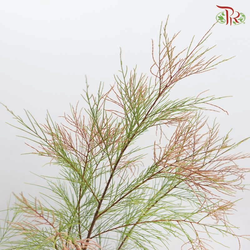 Tamarix Chinensis 《檉柳》