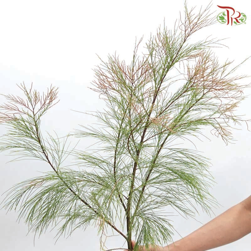 Tamarix Chinensis 《檉柳》