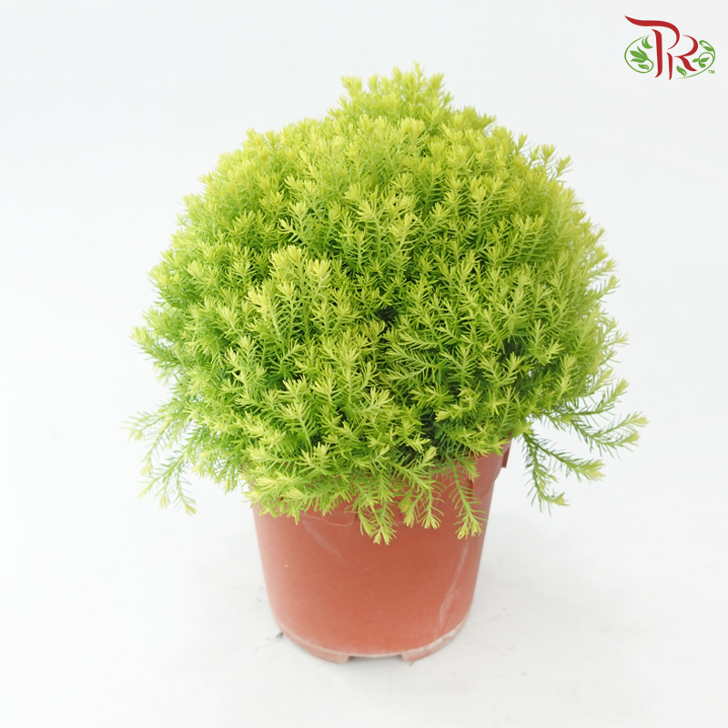 Taxus Gold P150《圆松》