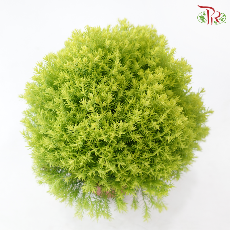 Taxus Gold P150《圆松》