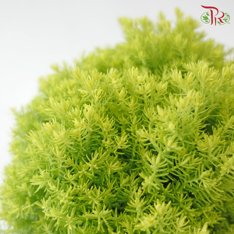 Taxus Gold P150《圆松》