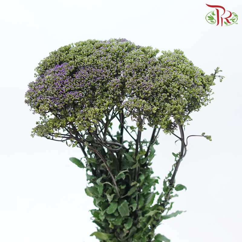 Trachelium 《蓝花参》